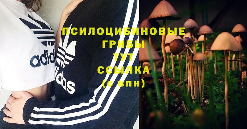 Псилоцибиновые грибы Psilocybine cubensis  Нерехта 